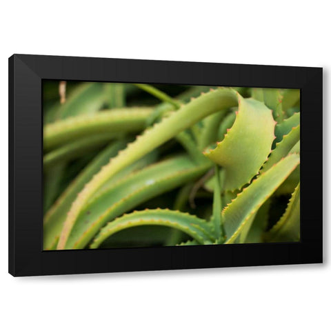 Aloe II Black Modern Wood Framed Art Print with Double Matting by Berzel, Erin