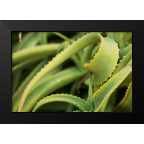 Aloe II Black Modern Wood Framed Art Print by Berzel, Erin