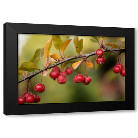 Red Berries II Black Modern Wood Framed Art Print with Double Matting by Berzel, Erin