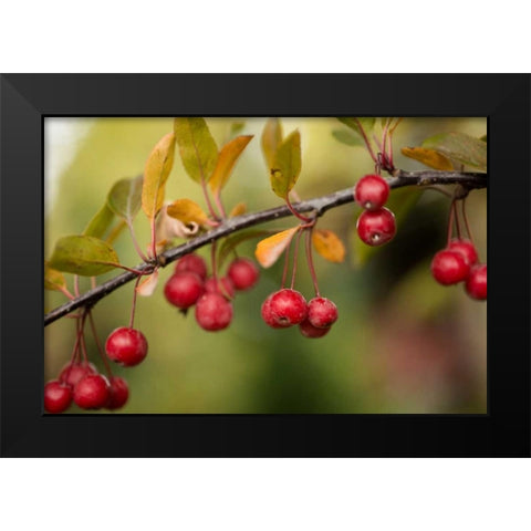 Red Berries II Black Modern Wood Framed Art Print by Berzel, Erin