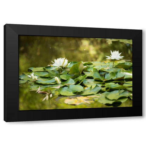Lotus Pond II Black Modern Wood Framed Art Print with Double Matting by Berzel, Erin