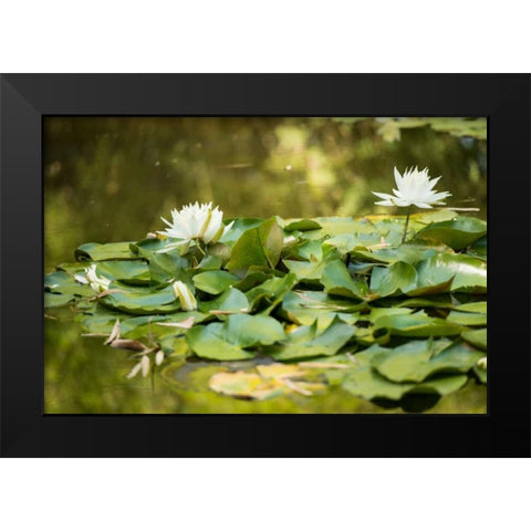 Lotus Pond II Black Modern Wood Framed Art Print by Berzel, Erin