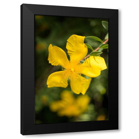 Yellow Blossom Black Modern Wood Framed Art Print by Berzel, Erin