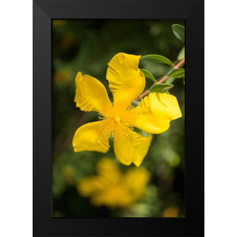 Yellow Blossom Black Modern Wood Framed Art Print by Berzel, Erin