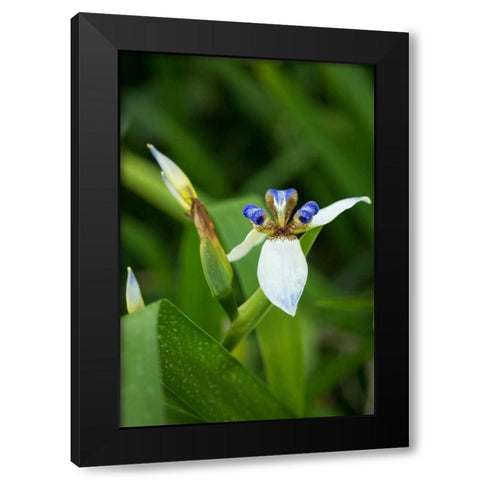 Iris in Bloom Black Modern Wood Framed Art Print with Double Matting by Berzel, Erin