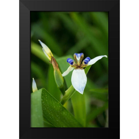 Iris in Bloom Black Modern Wood Framed Art Print by Berzel, Erin