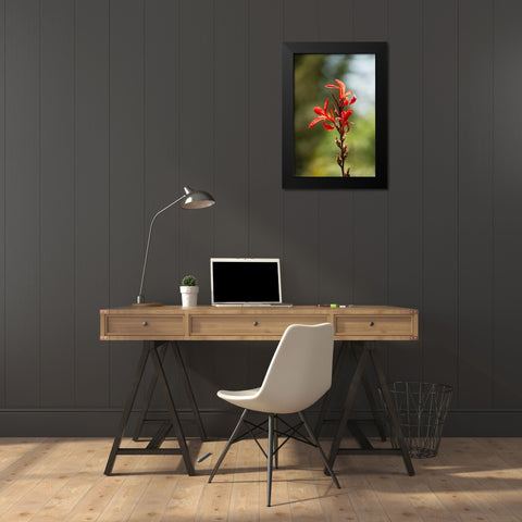 Red Bloom Black Modern Wood Framed Art Print by Berzel, Erin