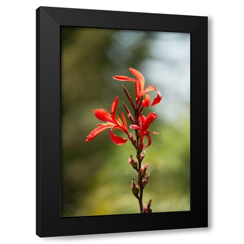 Red Bloom Black Modern Wood Framed Art Print with Double Matting by Berzel, Erin