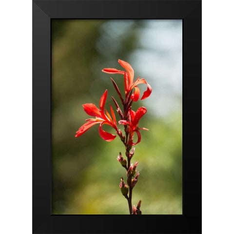 Red Bloom Black Modern Wood Framed Art Print by Berzel, Erin