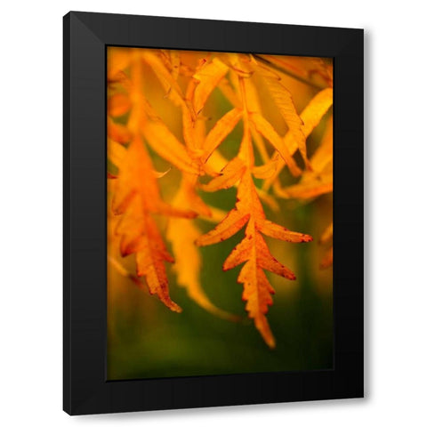 Fall Leaves II Black Modern Wood Framed Art Print with Double Matting by Berzel, Erin
