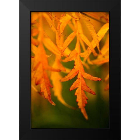 Fall Leaves II Black Modern Wood Framed Art Print by Berzel, Erin