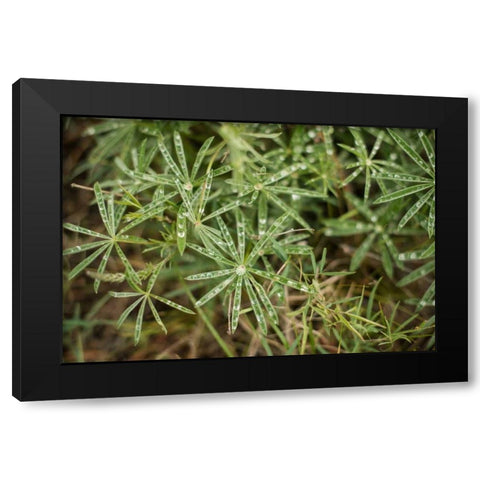 Leaves with Dew Black Modern Wood Framed Art Print by Berzel, Erin