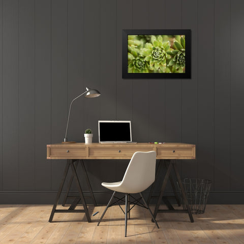 Succulent Array Black Modern Wood Framed Art Print by Berzel, Erin