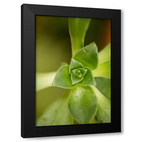 Succulent Detail I Black Modern Wood Framed Art Print with Double Matting by Berzel, Erin