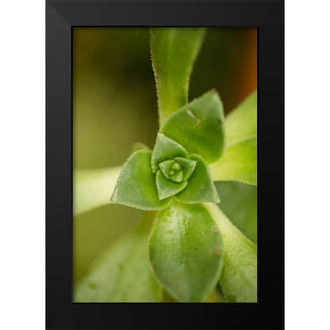 Succulent Detail I Black Modern Wood Framed Art Print by Berzel, Erin