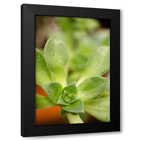 Succulent Detail II Black Modern Wood Framed Art Print with Double Matting by Berzel, Erin
