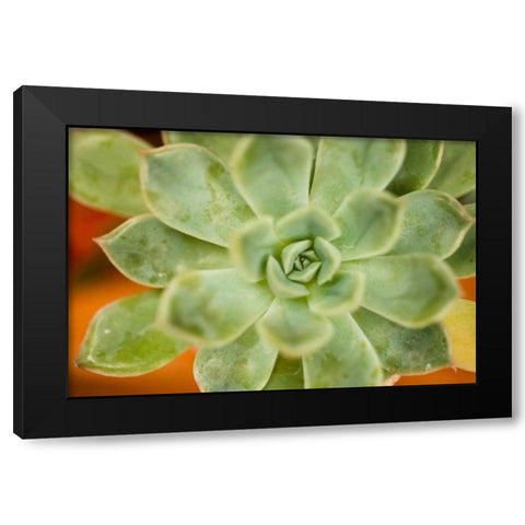 Macro Succulent I Black Modern Wood Framed Art Print with Double Matting by Berzel, Erin