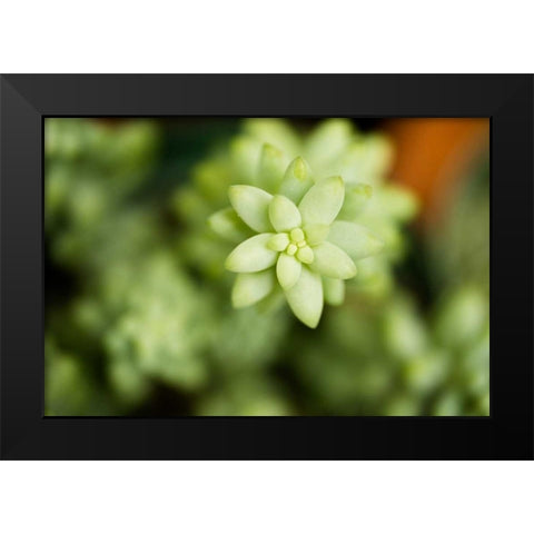 Macro Succulent II Black Modern Wood Framed Art Print by Berzel, Erin