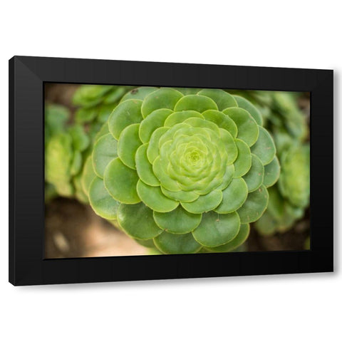 Macro Succulent III Black Modern Wood Framed Art Print by Berzel, Erin