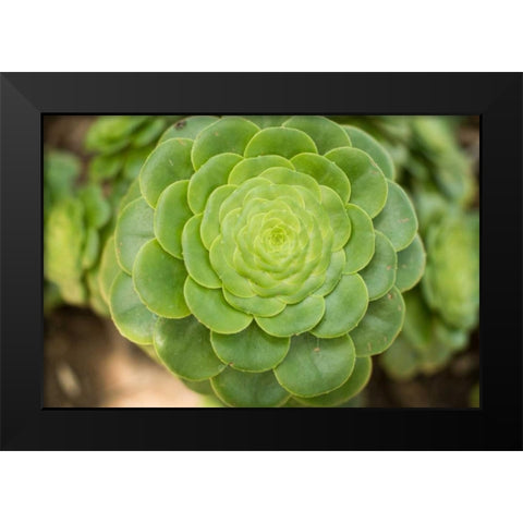 Macro Succulent III Black Modern Wood Framed Art Print by Berzel, Erin