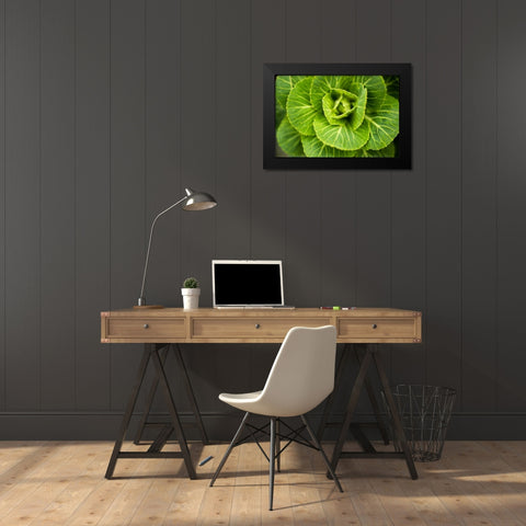 Cabbage Detail Black Modern Wood Framed Art Print by Berzel, Erin