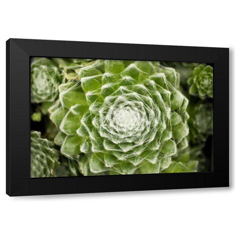 Arachnoideum Succulent I Black Modern Wood Framed Art Print with Double Matting by Berzel, Erin