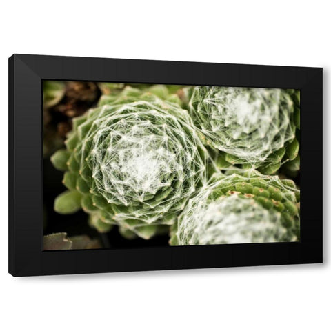 Arachnoideum Succulent II Black Modern Wood Framed Art Print with Double Matting by Berzel, Erin