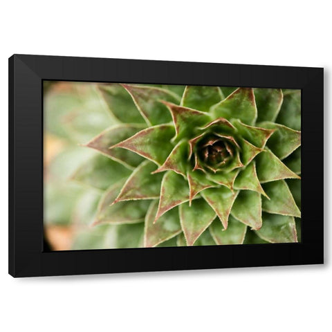 Sempervivum Succulent I Black Modern Wood Framed Art Print with Double Matting by Berzel, Erin