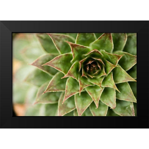 Sempervivum Succulent I Black Modern Wood Framed Art Print by Berzel, Erin
