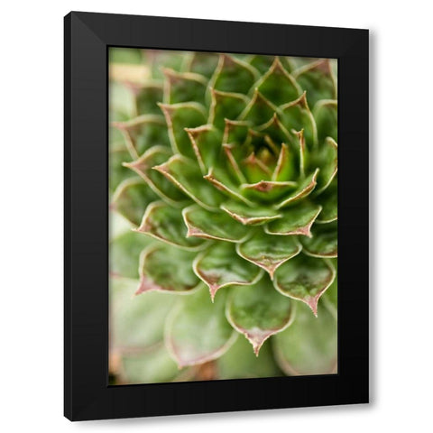 Sempervivum Succulent III Black Modern Wood Framed Art Print with Double Matting by Berzel, Erin