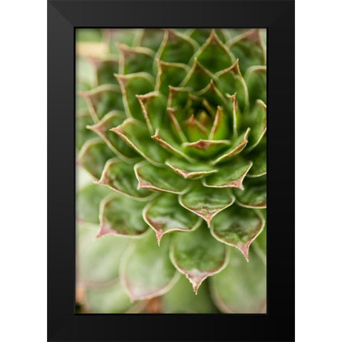 Sempervivum Succulent III Black Modern Wood Framed Art Print by Berzel, Erin