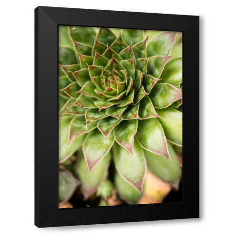 Sempervivum Succulent IV Black Modern Wood Framed Art Print with Double Matting by Berzel, Erin