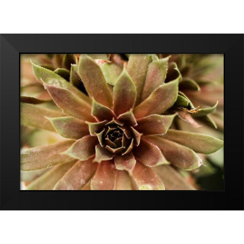 Sempervivum Royal Ruby Black Modern Wood Framed Art Print by Berzel, Erin