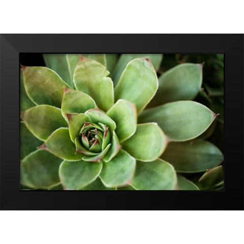 Sempervivum Rupicolum I Black Modern Wood Framed Art Print by Berzel, Erin