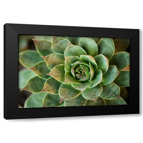 Sempervivum Rupicolum II Black Modern Wood Framed Art Print by Berzel, Erin