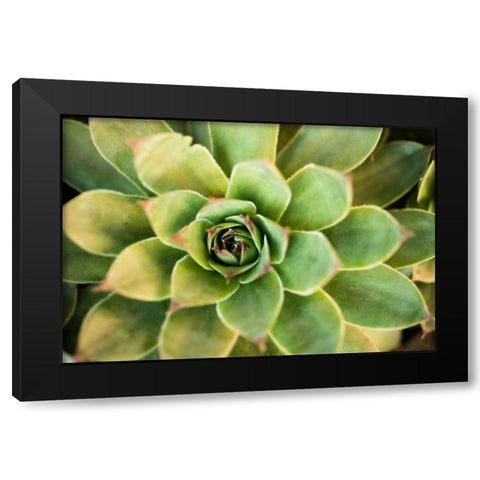 Sempervivum Rupicolum III Black Modern Wood Framed Art Print with Double Matting by Berzel, Erin