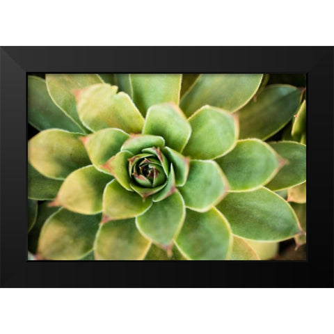 Sempervivum Rupicolum III Black Modern Wood Framed Art Print by Berzel, Erin
