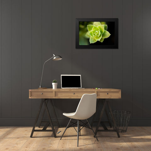 Succulent Blossom I Black Modern Wood Framed Art Print by Berzel, Erin