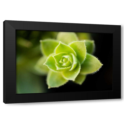 Succulent Blossom I Black Modern Wood Framed Art Print by Berzel, Erin