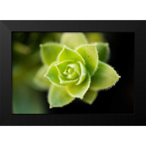 Succulent Blossom I Black Modern Wood Framed Art Print by Berzel, Erin