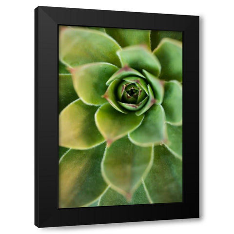 Sempervivum Rupicolum IV Black Modern Wood Framed Art Print by Berzel, Erin