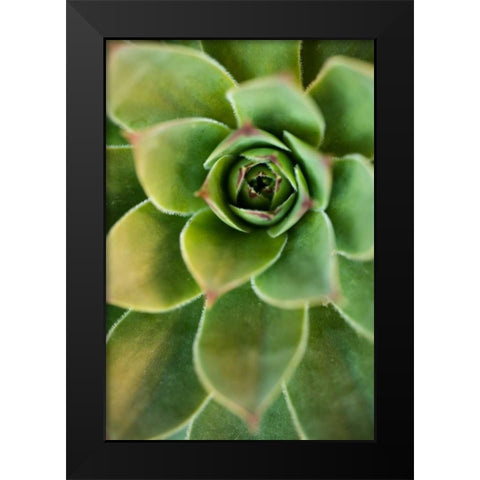 Sempervivum Rupicolum IV Black Modern Wood Framed Art Print by Berzel, Erin