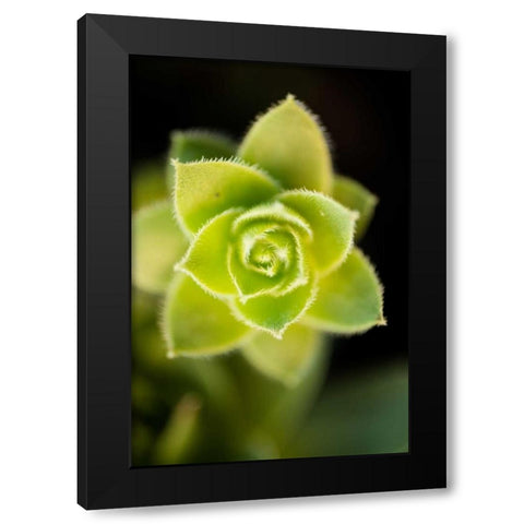 Succulent Blossom II Black Modern Wood Framed Art Print by Berzel, Erin