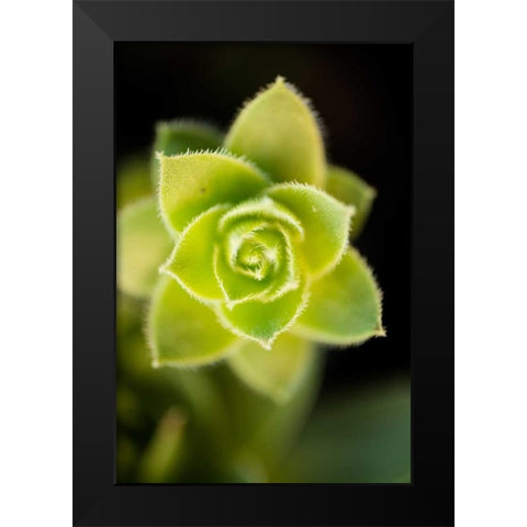 Succulent Blossom II Black Modern Wood Framed Art Print by Berzel, Erin
