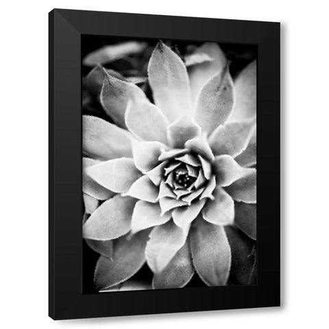 Monochrome Succulent I Black Modern Wood Framed Art Print with Double Matting by Berzel, Erin