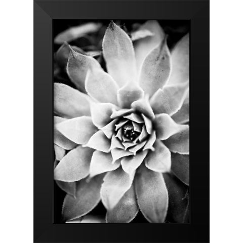 Monochrome Succulent I Black Modern Wood Framed Art Print by Berzel, Erin