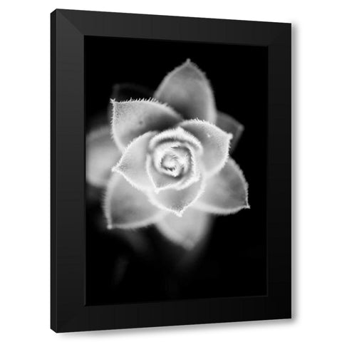 Monochrome Succulent II Black Modern Wood Framed Art Print by Berzel, Erin