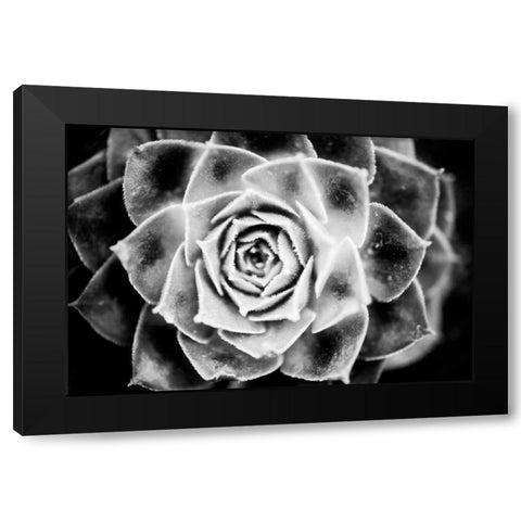 Monochrome Succulent III Black Modern Wood Framed Art Print by Berzel, Erin
