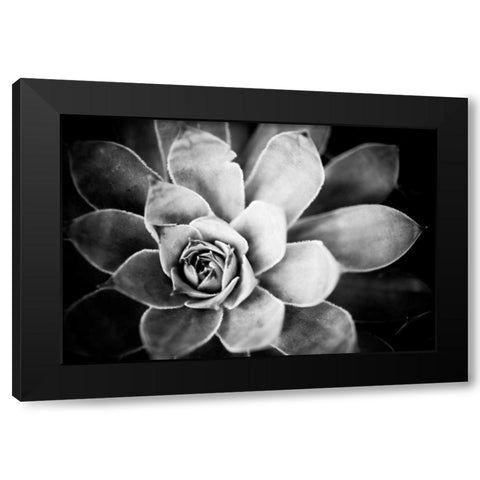 Monochrome Succulent IV Black Modern Wood Framed Art Print with Double Matting by Berzel, Erin