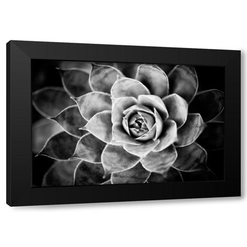 Monochrome Succulent V Black Modern Wood Framed Art Print with Double Matting by Berzel, Erin